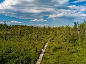 An overhead view of a person walking on a boardwalk with green heath plants all around.