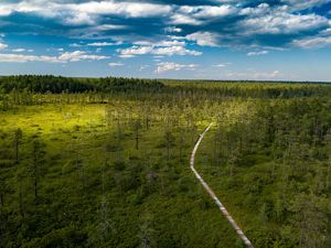 Aerial view of a long wooden boardwalk extending through forests and scrubby heath.