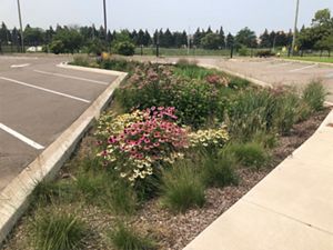 Brightly colored flowers grown in parking lot installation. 