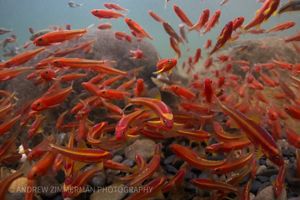 A school of orange fish swim in a river.