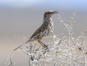 A brown and white sage thrasher sits in a bush. 