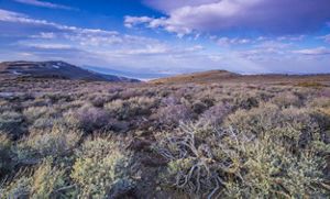 Landscape view of scrubby sagebrush growing in a plain, with mountains in the far distance.