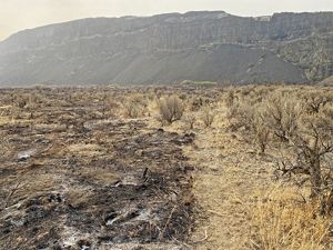 A hill serves as a backdrop for an area of brush that has been burned.