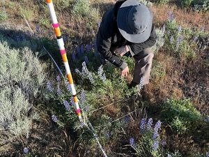 A person wearing a hat kneels down to work with some purple plants.