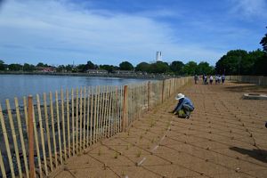 A person kneels on the ground planting marsh grass on top of a fiber math, with a makeshift fence up between them and the shoreline.