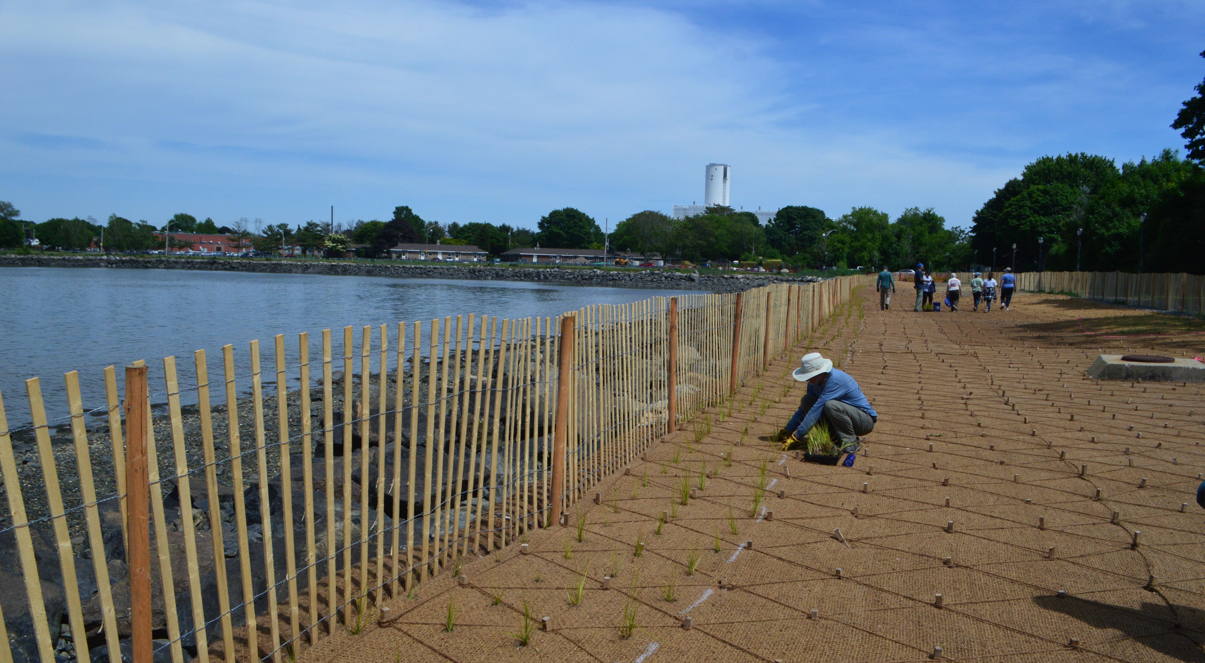 A shoreline with rocks and pebbles is separated from a stretch of sandy soil by a wooden fence. A person in a sun hat squats on the soil and plants grasses evenly spaced in a grid.