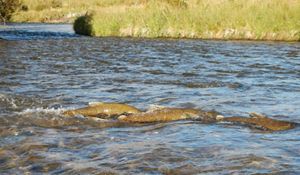 Three salmon swimming in water.