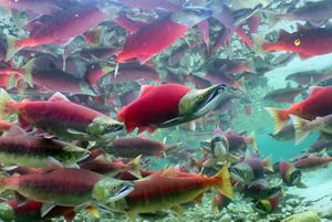 Underwater view of a large school of bright-red sockeye salmon.