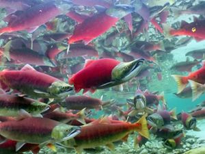 School of red wild sockeye salmon underwater in a stream.