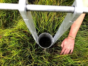 View looking down on a metal cylinder cutting a core sample in salt marsh grass and soil.