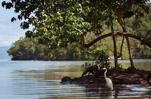 A white heron stands in the coastal waters of Samaná Bay in the Dominican Republic.
