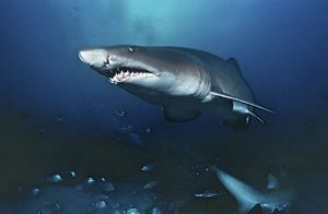 A tiger shark swims toward the camera. 