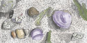 Illustration of seashells lying on a beach.