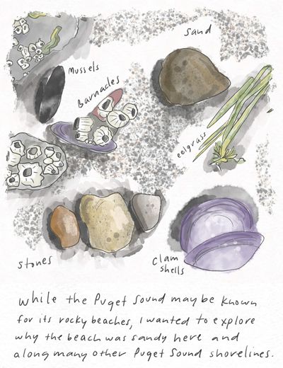 Illustration of seashells, rocks, and grasses found on a beach.