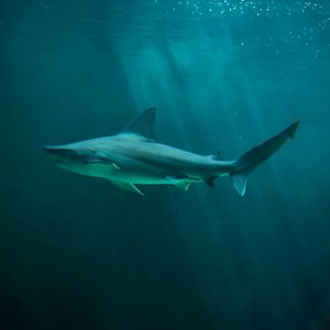A sandbar shark.