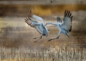 Two sandhill cranes prepare to land in wetland.