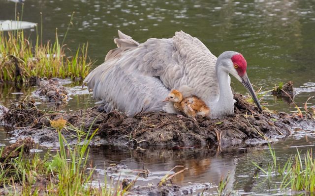 A large gray bird with a red crown nests in an open wetland with a small chick poking out from under its mother.