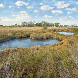 Two clear blue springs are surrounded by tall grass.