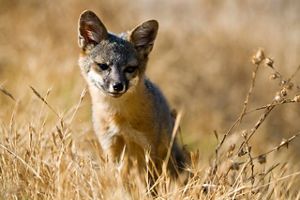 a small brown fox rests among brown grass.