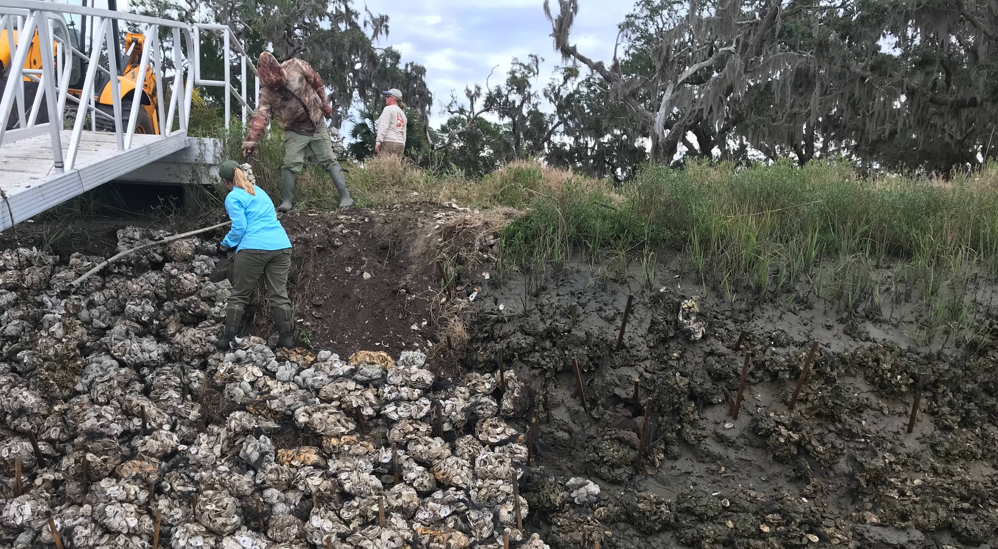 People placing bags of oyster shells to stabilize a muddy slope on a shoreline.