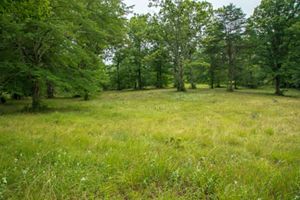 A grassy meadow creates a break in a forest.