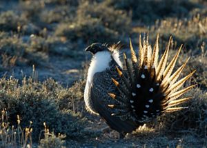 A greater sage grouse bird facing away from the camera in sagebrush.