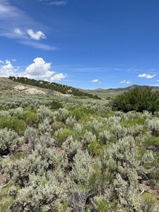 Dense sagebrush grows in a vast rolling landscape with hills in the distance.