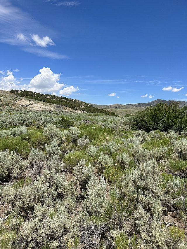 Dense sagebrush grows in a vast rolling landscape with hills in the distance.