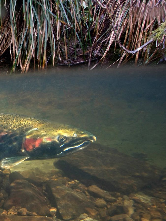 Female coho salmon in Thompson Creek along the Oregon c