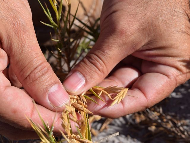 The return of salt grass to the estuary is an important and exciting development in the restoration of the Colorado River Delta.