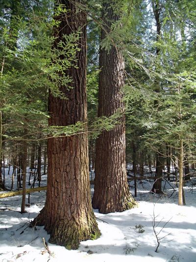 Two tall and wide pine trees stand on a snowy ground in the forest.