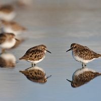 Two Least Sandpipers wade in shallow waters
