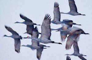 Flock of sandhill cranes in flight