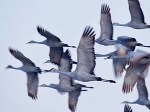 Flock of sandhill cranes in flight