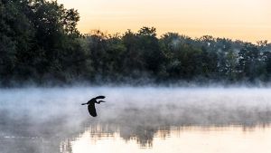 A sandhill crane is pictured flying over a river with reflections of nearby trees in view. The sky in background is light orange, likely from a sunset. 