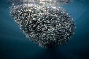 A swarm of fish swimming under water.