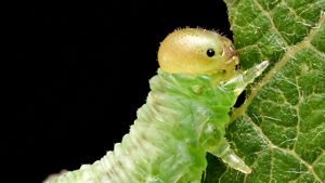 Macro photo of a green colored worm/larva.