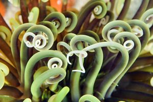 Closeup of long, thin green tendrils of an anemone that curl into spirals at their ends.