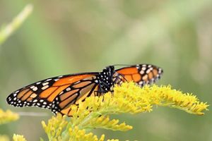 A monarch butterfly is sitting on goldenrod. 