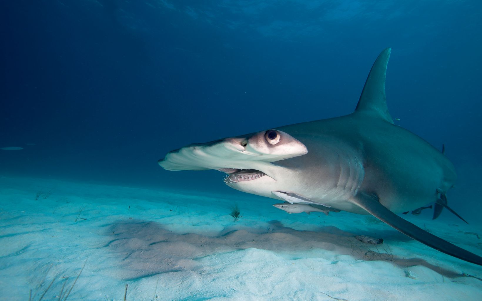Scalloped Hammerhead This shark species is distributed in the western Atlantic from New Jersey to southern Brazil. © Shutterstock