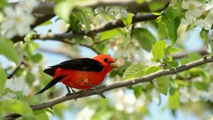 A red and black bird perches on a tree branch with small white flowers.