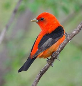 Bright red tanager with black wings perched on branch.
