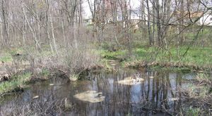 A forest surrounds a small pond. 