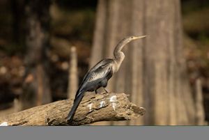 A brown and black bird rests on a log.