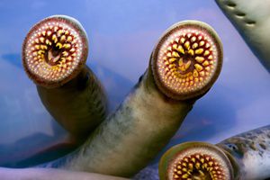 Three sea lampreys pressed up against a tank's glass.