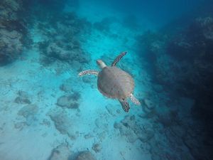 A green sea turtle glides gently along the reefs of Key Largo, Florida. 