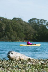 A kayaker passes by a lone harbor seal pup (Phoca vitulina) resting on the banks of the lower Elkhorn Slough in Monterey County, California.
