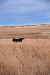 A longhorn bull standing alone in the tall grasses of the Red Hills.