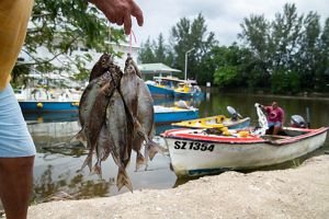 Artisanal fishermen at a fish market on Mahe Island.
