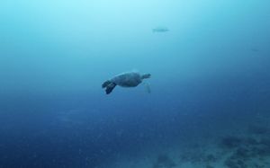 Underwater view of a sea turtle swimming in blue waters.